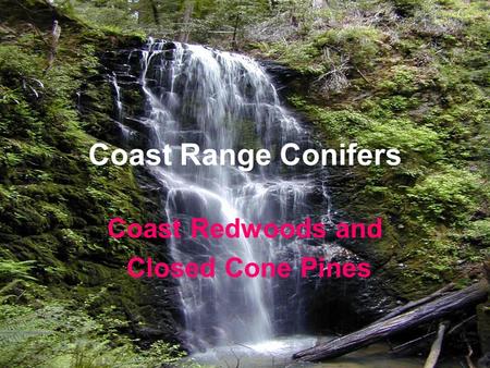 Coast Range Conifers Coast Redwoods and Closed Cone Pines.