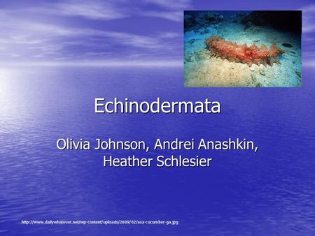 Echinodermata Olivia Johnson, Andrei Anashkin, Heather Schlesier