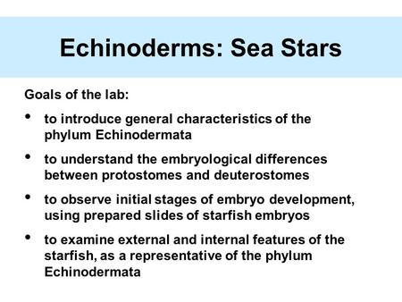 Echinoderms: Sea Stars