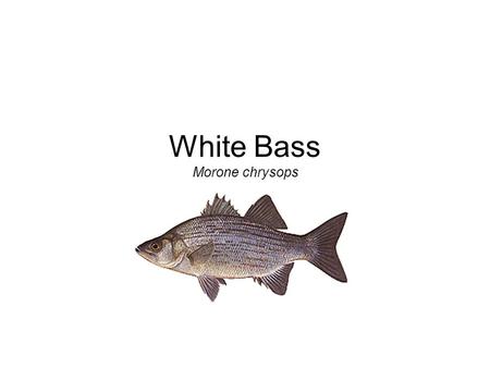 White Bass Morone chrysops. Identification Laterally compressed Color – blue/gray to silvery Incomplete black lines or stripes run horizontally White.