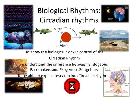 Biological Rhythms: Circadian rhythms Aims To know the biological clock in control of the Circadian Rhythm To understand the difference between Endogeous.