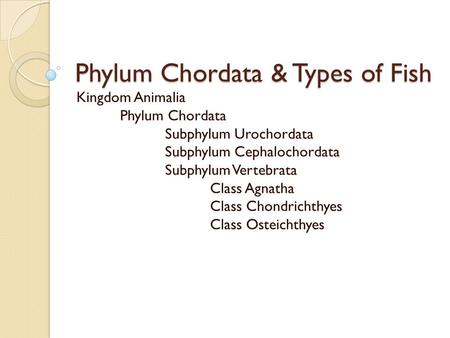 Phylum Chordata & Types of Fish Kingdom Animalia Phylum Chordata Subphylum Urochordata Subphylum Cephalochordata Subphylum Vertebrata Class Agnatha Class.