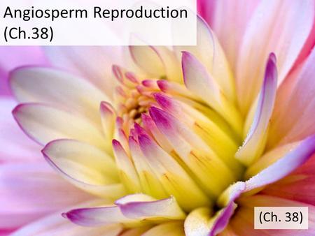 Angiosperm Reproduction (Ch.38) (Ch. 38). Charophyceans Bryophytes (nonvascular plants) Seedless vascular plants Gymnosperms Angiosperms.