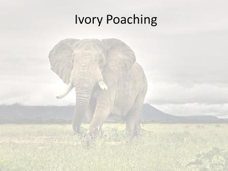 Ivory Poaching. Recent Ivory News Images from NYT.