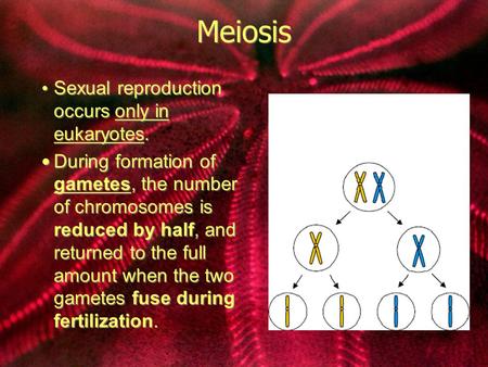Meiosis Sexual reproduction occurs only in eukaryotes. During formation of gametes, the number of chromosomes is reduced by half, and returned to the full.