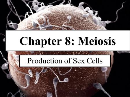Chapter 8: Meiosis Production of Sex Cells. Introduction Mitosis and Meiosis are somewhat similar, but have 2 completely different goals. Mitosis used.