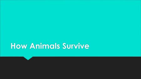 How Animals Survive. Adaptation  A trait that makes an animal suited to its environment  Ex: growing thicker fur in cold areas  Happens over a long.