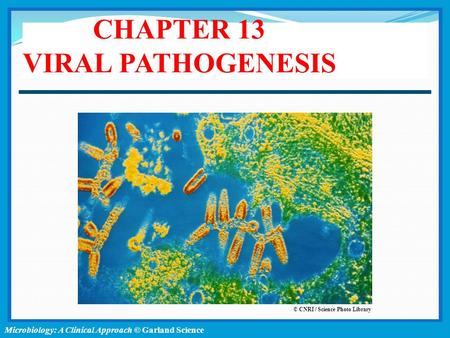 Microbiology: A Clinical Approach © Garland Science CHAPTER 13 VIRAL PATHOGENESIS © CNRI / Science Photo Library.