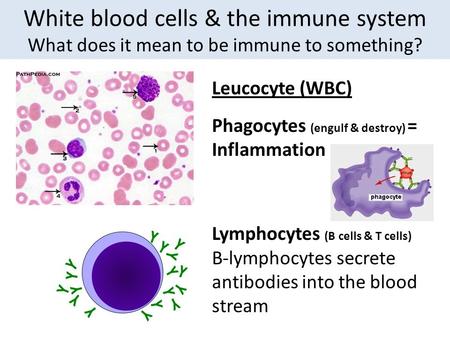 White blood cells & the immune system What does it mean to be immune to something? Leucocyte (WBC) Phagocytes (engulf & destroy) = Inflammation Lymphocytes.