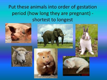Shortest - Longest 21 months What about humans?. Put these animals into order of gestation period (how long they are pregnant) - shortest to longest.