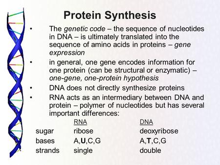 Protein Synthesis The genetic code – the sequence of nucleotides in DNA – is ultimately translated into the sequence of amino acids in proteins – gene.