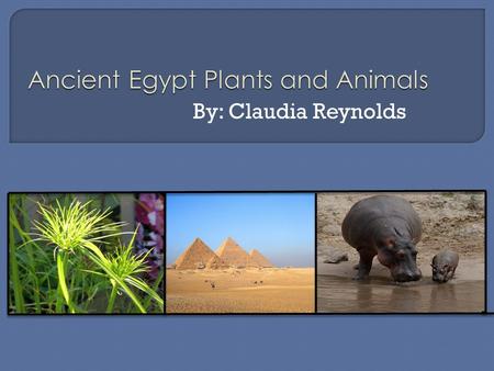 By: Claudia Reynolds. The plants and animals were very important to early Egyptians. The plants were used for food and to make items they needed. The.
