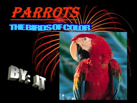 Parrots THE BIRDS OF COLOR BY: JT.