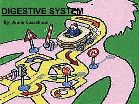 DIGESTIVE SYSTEM By: Jamie Casselman. What is the digestive system? A complex group of organs and glands that process the food we eat