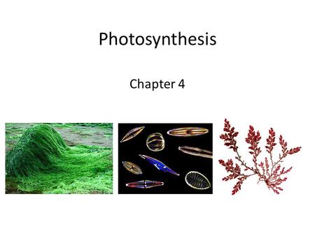 Photosynthesis Chapter 4. Photosynthesis Photosynthesis- the production of carbohydrates from carbon dioxide and water in the presence of chlorophyll.