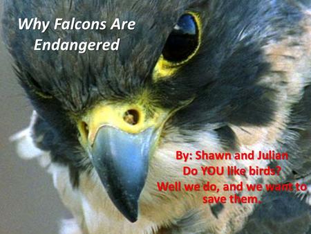 Why Falcons Are Endangered By: Shawn and Julian Do YOU like birds? Well we do, and we want to save them.