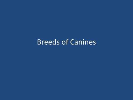 Breeds of Canines. Brittany Spaniels Origin- France Colors- – Orange and White – Liver and White Characteristics Good hunting dogs –