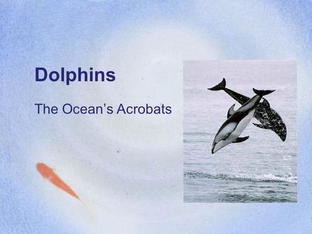 Dolphins The Ocean’s Acrobats.