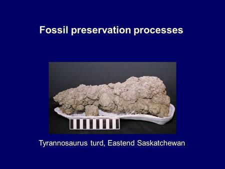 Fossil preservation processes Tyrannosaurus turd, Eastend Saskatchewan.