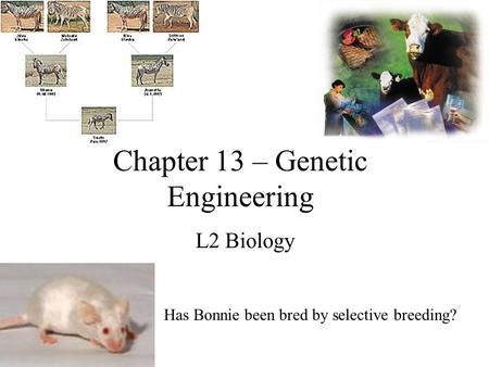 Chapter 13 – Genetic Engineering L2 Biology Has Bonnie been bred by selective breeding?