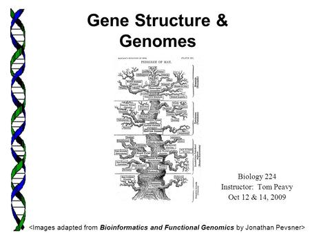 Biology 224 Instructor: Tom Peavy Oct 12 & 14, 2009 Gene Structure & Genomes.
