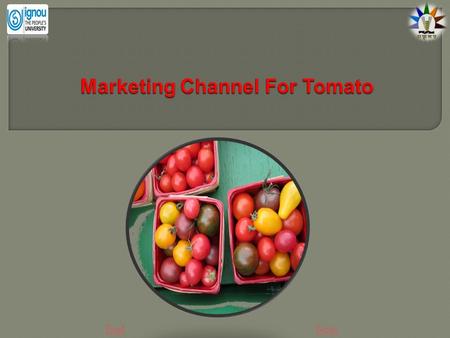 Marketing Channel For Tomato NextEnd. PreviousNextEnd Introduction The tomato (Solanum lycopersicum) is the second most important and popular vegetable.