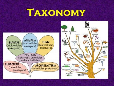 Taxonomy. : Taxonomy : Science of classifying living things based on similarities. Science of classifying living things based on similarities.