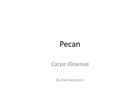 Pecan Carya Illioensis By Alex Neumann. Classification Pecan Tree Carya illinoensis (Wangenh.) K. Koco KingdomPlanteaPlant SubkingdomTracheobiontaVascular.