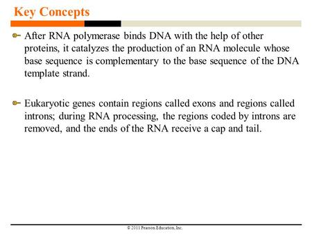 Key Concepts After RNA polymerase binds DNA with the help of other proteins, it catalyzes the production of an RNA molecule whose base sequence is complementary.
