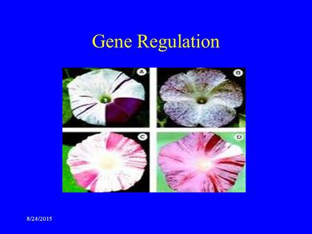 Gene Regulation 8/24/2015. DNA Binding Proteins Histones Sequence specific DNA major grove Homodimeric Inverted repeats 8/24/2015.