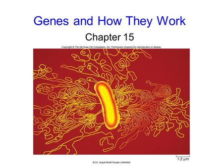 Genes and How They Work Chapter 15.