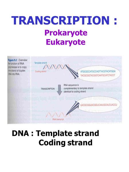 TRANSCRIPTION : Prokaryote Eukaryote DNA : Template strand Coding strand.