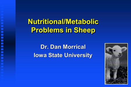 Nutritional/Metabolic Problems in Sheep Dr. Dan Morrical Iowa State University.