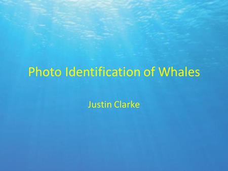 Photo Identification of Whales Justin Clarke. What is Photo Identification First began in 1960’s and 70’s. – 35mm slide film or high resolution black.