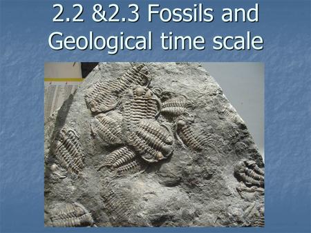 2.2 &2.3 Fossils and Geological time scale