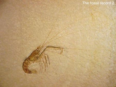 The fossil record 2.