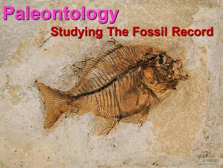 Paleontology Studying The Fossil Record. Phylogeny The evolutionary history of a species or a group of species over geologic time The evolutionary history.