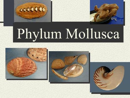 Phylum Mollusca.