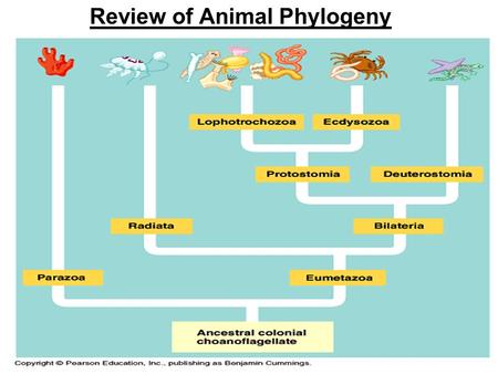Review of Animal Phylogeny. Sponges Anatomy of a Sponge.