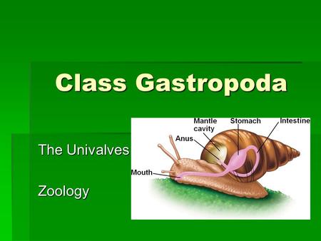 Class Gastropoda The Univalves Zoology.