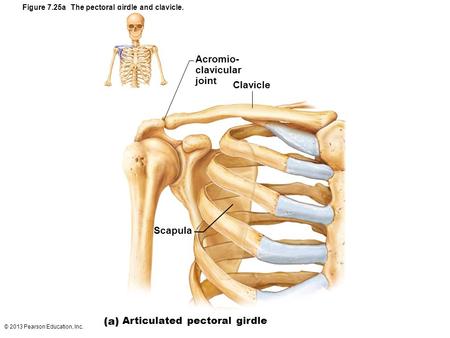 Articulated pectoral girdle