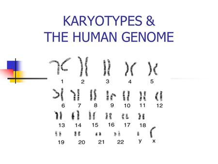 KARYOTYPES & THE HUMAN GENOME. To analyze chromosomes, scientists photograph cells while they are undergoing mitosis when the chromosomes are fully condensed.