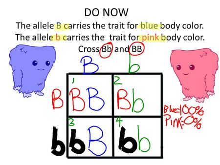 DO NOW The allele B carries the trait for blue body color. The allele b carries the trait for pink body color. Cross Bb and BB.