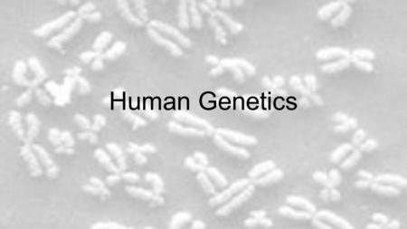 Human Genetics. Breaking Down the Definitions Honors 1.Sex chromosome 2.Autosome 3.Sex-linked trait 4.Linked gene 5.Chromosome map 6.Map unit 7.Germ-cell.