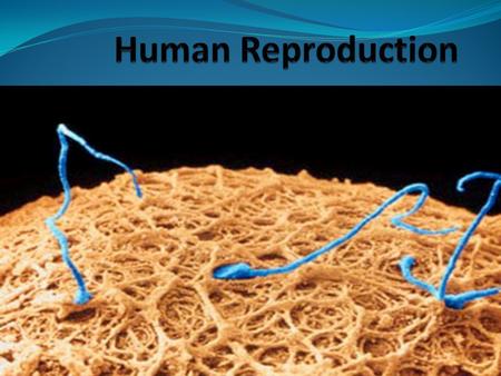 Human Reproduction.