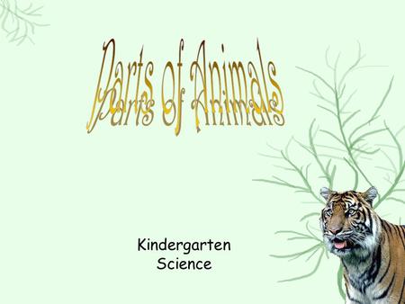 Parts of Animals Kindergarten Science.