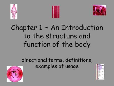 Chapter 1 ~ An Introduction to the structure and function of the body