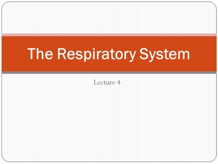 Lecture 4 The Respiratory System. Prefixes a- without dys- difficult/painful hyper- above /excessive hypo- below /low inter- between tachy- fast.