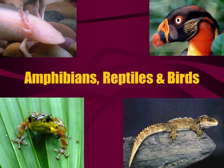 Amphibians, Reptiles & Birds. Amphibia (frogs, salamanders, newts) The First vertebrates to colonize land Evolved from the Lobe-Finned Fish Have lungs.
