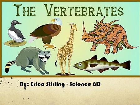 By: Erica Stirling - Science 6D. Vertebrates Vertebrates are animals of a large group distinguished by the possession of a backbone or spinal column,